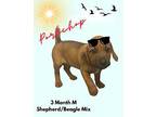 Porkchop Shepherd (Unknown Type) Puppy Male