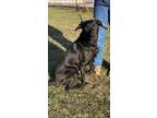 Bob Labrador Retriever Adult Male