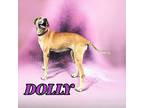Dolly Great Dane Senior Female