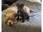 Maxine American Staffordshire Terrier Young Female