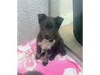 Johnny Border Collie Puppy Male