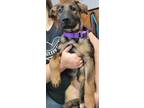 Peanut German Shepherd Dog Puppy Female