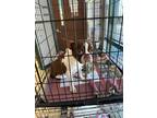 Ferris Boston Terrier Adult Male