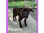 Maverick Labrador Retriever Puppy Male