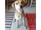 Sunny Beagle Adult Female