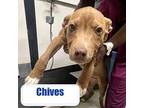 Chives Labrador Retriever Puppy Male