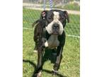 Jiffy American Pit Bull Terrier Adult Female