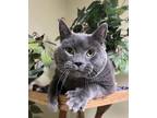 BoJangles Russian Blue Adult Male