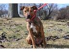 Bonnie American Pit Bull Terrier Puppy Female