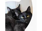 Mokey (and Clover) Domestic Shorthair Kitten Male
