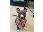 Steve Buscemi American Pit Bull Terrier Adult Male