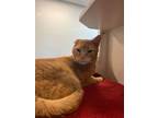 Norm Domestic Shorthair Senior Male