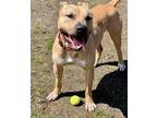 Dino American Pit Bull Terrier Adult Male