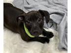 Boo Mixed Breed (Medium) Puppy Male