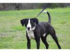 Hubert Great Dane Adult Male