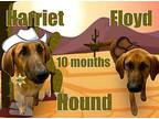 Floyd Bloodhound Young Male