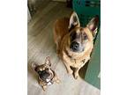 Tater Tot French Bulldog Puppy Female