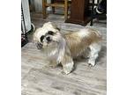 Rylee Shih Tzu Senior Female