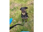 Ronnie 283-24 Rottweiler Adult Male