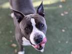 Raya American Staffordshire Terrier Adult Female