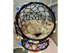 Adopt Tommy Girl a Domestic Long Hair
