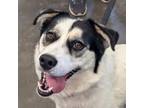 Adopt Patches a Husky, Cattle Dog