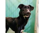 Adopt Layla a Border Collie, Mixed Breed