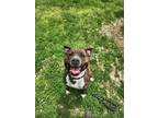 Adopt Ella a Pit Bull Terrier