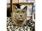 Adopt Raven FeLV+ a Domestic Short Hair, Russian Blue