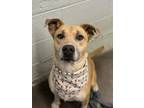 Adopt Rosa a Pit Bull Terrier, Mixed Breed