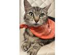 Adopt Mama Bean a Domestic Short Hair