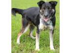 Adopt Freda 3157 a German Shepherd Dog
