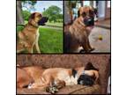 Adopt Betty Mulan a Shepherd, Black Mouth Cur