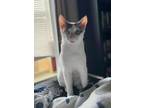 Adopt Kathy a Domestic Short Hair