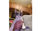 Adopt Nikki a American Shorthair, Tabby
