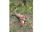 Adopt Polly a Collie, Shepherd