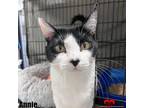 Adopt Annie a Domestic Short Hair