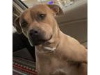 Adopt Dahlia a Pit Bull Terrier