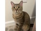 Adopt Figgy a Domestic Short Hair