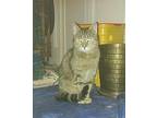 Puchu Domestic Shorthair Young Female