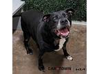 Yoko Labrador Retriever Senior Female