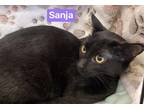 Sanja Domestic Shorthair Kitten Female