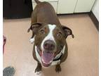 Mr. Pink German Shorthaired Pointer Adult Male