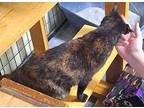 Noel Domestic Shorthair Senior Female