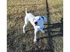 Draco Dogo Argentino Adult Male