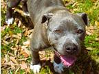 Queen American Pit Bull Terrier Adult Female