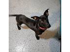 MAVERICK Labrador Retriever Puppy Male