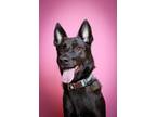 Pumpkin German Shepherd Dog Adult Female