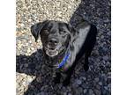 Bo Labrador Retriever Adult Male