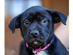 BJ Schnauzer (Standard) Puppy Female
